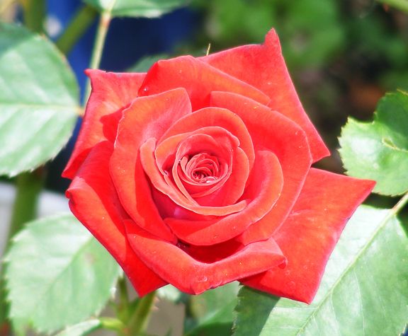 Robin Alonso photo ra2013_09110019_zps35bc7e3a.jpg